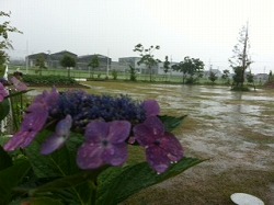 雨が激しくなってきました