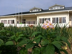 じゃがいもの花がさいています