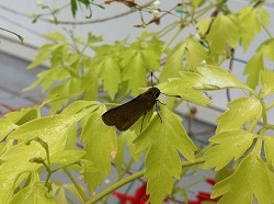 セセリチョウ