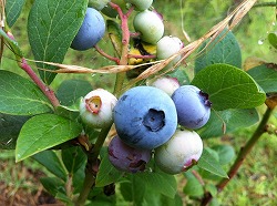 初夏の味覚(3)ブルーベリー