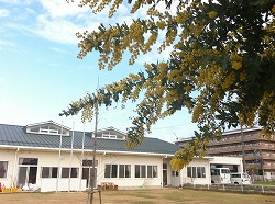 ミモザの花が満開です