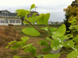 つかの間の雨上がり