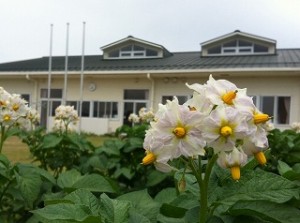 ジャガイモの花が満開です