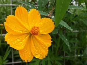 雨降りが続いています