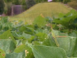 8月17日までお休みです