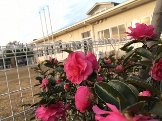 ツバキの花がきれいにさいています