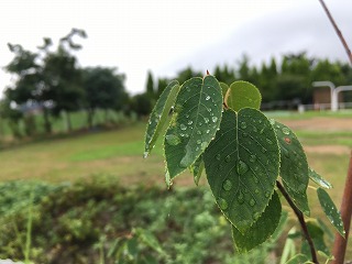 雨降りの一週間