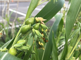 新学期が始まりました