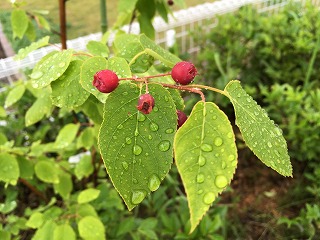 雨降りの園庭