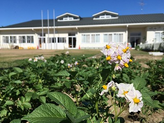 じゃがいもの花